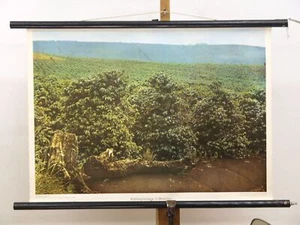 Kaffeeplantage Brasil Coffeeshop Café ~ 1970 Schulwandbild Mural 71x50cm - Imagen 1 de 1