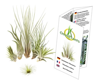 Tillandsien 5er-Mix + eine 1 EXTRA, Tillandsia, Bromeliengewächs - Bild 1 von 5