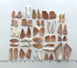 24 Pairs Natural Cockle Clam Shell smooth seashell frags beach jewelry art craft - Picture 1 of 14