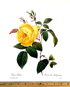 Redoute Flowers #122 ROSA INDICA ROSE BOTANISCHE KUNST BK HERVORRAGENDER BLUMENDRUCK L@@K! - Bild 1 von 1