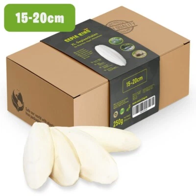 Sepia King - Premium 15-20cm Sepiaschalen für Schildkröten, Vögel, Sepia Schalen