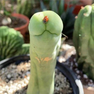 6-8 cm 1 pieza plántula eulychnia pene masculino hermoso jardín plantación rara - Imagen 1 de 9