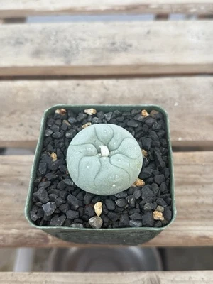 Astrophytum Aztekium Cactus Perfect White Diffusa - Image 1 of 3