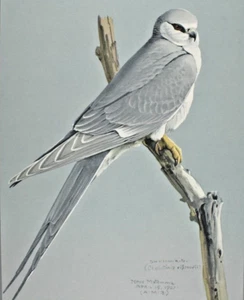 Louis Fuertes African Swallow Tailed Kite Special Museum Art Print Abyssinian - Picture 1 of 8