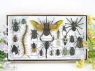 Echte exotische insecten in een XL 3D vitrine van hout - taxidermie  nieuw - L15