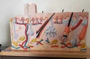 Modelo de piel humana con patologías de quemaduras - Imagen 1 de 12