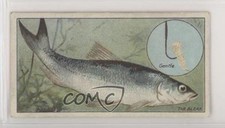 1924 ITC of Canada Fish & Bait Tobacco C11 The Bleak #23 z6d