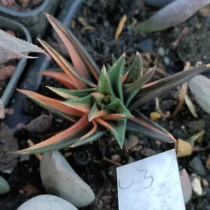 Haworthia Hard Leaf -.Tortuosa variegated "Ivory Tower"About 5cm Succulent - Picture 1 of 3