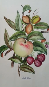 Original Painting-Paper-Charles Adams: Apple-Almonds-Strawberries 16" X 13"  - Picture 1 of 10