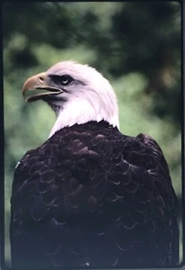 35MM Slide Bald Eagle Animal Kingdom & Bird Nature - Picture 1 of 1