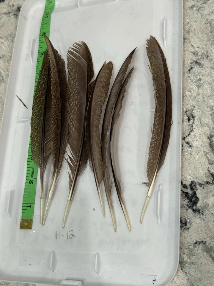 Plumas de faisán plateado 7 piezas plumas decorativas 6-9 pulgadas para sombrero artesanal hágalo usted mismo Foto 1 de 4