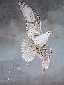 Guy Coheleach Limited Edition Hand Signed Print "White Gyrfalcon 19"x26" - Picture 1 of 8