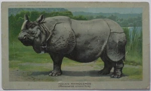 1890 ARBUCKLE COFFEE K1 Animals Series # 7 INDIAN RHINOCEROS RARE Trade Card - Picture 1 of 2