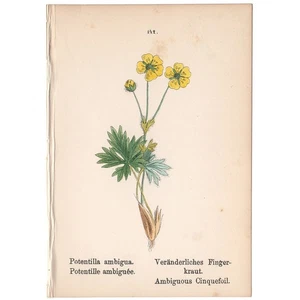 Mini antiker botanischer Druck 1879 handkolorierte Lithographie 142 gelbe Cinquefoil - Bild 1 von 2