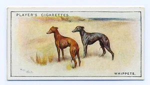 WHIPPET PLAYERS 1925 ISSUE SCENIC SERIES OLD DOG CIGARETTE CARD #49 - Picture 1 of 2