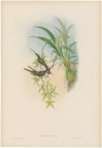 Colibríes Gould litografía antigua h/c con hoja de oro Pl 154 colibrí de noche - Imagen 1 de 2