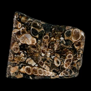1.8" Polished Cut Slab Of Fossil Turritella Shells Eocene Age Wyoming Gastropod - Afbeelding 1 van 7