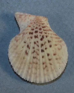 PECTEN SENTIS 35,12mm SCHÖNES EXEMPLAR Lemon Cays, San Blas Is., Ostpanama - Bild 1 von 2