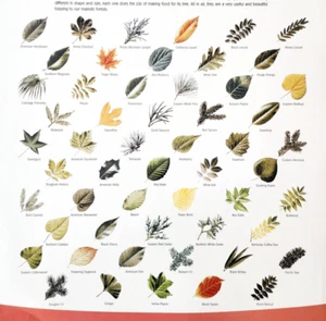 2002 International Paper Poster Life Of A Forest Tree Leaf Identification TOPO20 - Picture 1 of 2