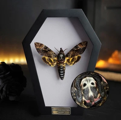 Curious Home Display Real Framed Death Head Moth Mounted Insect Taxidermy Art - Image 1 of 4