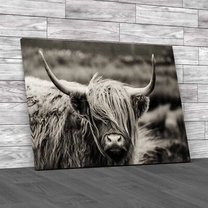 Scottish Highland Cow Majestic And Large Canvas Print Large Picture Wall Art - Picture 1 of 12