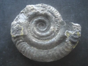 AMMONITE FOSIL PIRITIZADO. HIDOCERAS BIFRONS. JURASICO. YORKSHIRE, INGLATERRA - Imagen 1 de 8