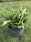 Lily of The Valley. Multiple vigorous stems in 7 Litre Pot. Collection Only.