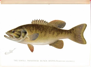 THE SMALL MOUTH BASS ~ 1st Ed. Chromolithograph by Sherman Foote Denton ~ 1896 - Picture 1 of 1