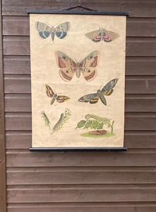 Beautiful Original vintage 1950s school Chart lithograph of Butterflies & moths - Picture 1 of 15