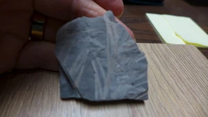 GEOLOGICAL ENTERPRISES Triassic Fossil plant Xylopteris elongata Australia - Picture 1 of 5