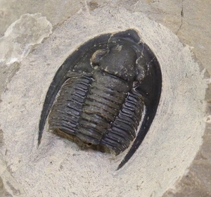 Trilobit, Diademaproetus antatlasius, Devon, Ems, Jbel Zguilma, Marokko-L970 - Picture 1 of 9