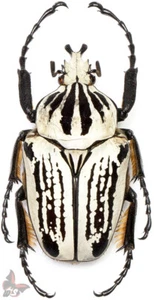 Goliathus orientalis usambarensis(=preissi),MALE No.20,(68mm), MOUNTED,ACTUAL SP - Picture 1 of 1