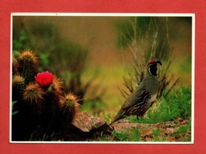 GAMBEL QUAIL postcard US ground bird cactus flowers wild nature - Picture 1 of 3