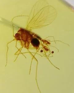 Cretaceous Fossil Burmese amber burmite The tick insect amber Fossil Myanmar - Picture 1 of 4