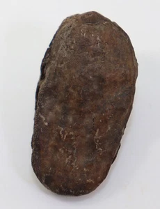 Corniola, Tectocarya rhenana, terziario, Miocene, fossa Adendorf presso Bonn, D-i995 - Foto 1 di 4