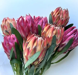 Protea Stems Australian Native Flower Stem Queen Proteas Orange Pink Faux Silk - Picture 1 of 8