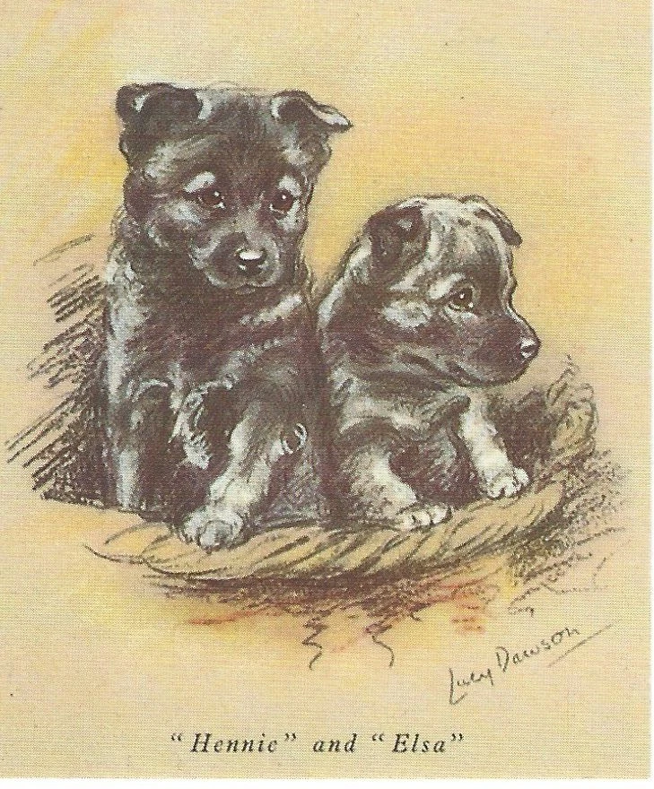 Норвежский Щенок Элкхаунда - НА ЗАКАЗ МАТОВЫЙ - Художественная Печать с Собакой - Люси Доусон - Изображение 1 из 1