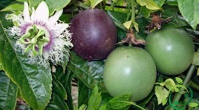 VIVAIO GARDEN FOREST Pianta di Maracuja (Frutto della passione) PASSIFLORA EDULIS foto reali h 110 cm