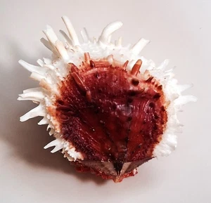 Sea shell Spondylus varians 102.3mm, Gem, very nice colored & pattern, AMAZING - Picture 1 of 4