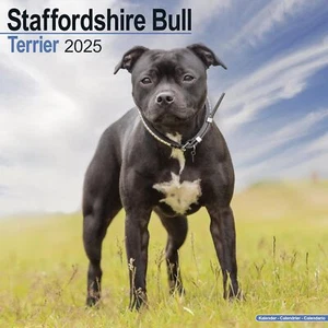 STAFFORDSHIRE BULL TERRIER - 2025 CALENDAR - BRAND NEW - 603932 - Picture 1 of 2