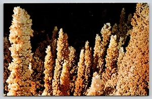 Postcard Popcorn Tree Room Caverns of Sonora Texas Karst Geology Spelunking - Picture 1 of 2