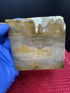 Petrified Wood Slab (Sycamore) 4.25”x 4”x 8mm, 220 Grams Great Lapidary Material - Picture 1 of 10