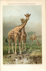 GIRAFFE..Print...1894 - Picture 1 of 1