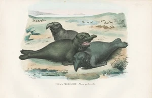Mirounga Leonina Phoque Éléphant Lithographie Litho Boschi 1863-79 - Picture 1 of 1
