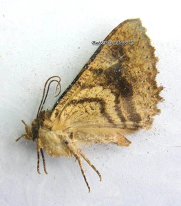 Unmounted Butterfly/Noctuidae - Daddala lucilla, Malaysia - Imagen 1 de 1