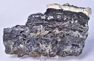 MICROBIAL MAT, Dresser Fmt, Stromatolite, North Pole Dome S145 - Bild 1 von 5
