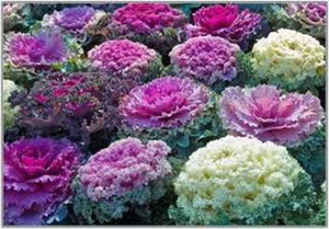 MEZCLA ORNAMENTAL DE REPOLLO - Brassica Oleracea (300 SEMILLAS) - Imagen 1 de 5