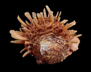 Tatskieshells - Spondylus Barbatus 84mm - NICE COLOR! - Picture 1 of 2
