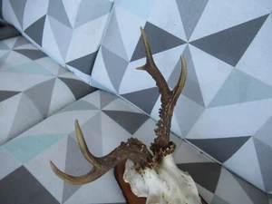 Abnormer Rehbock auf Holzbrett - Bild 1 von 5