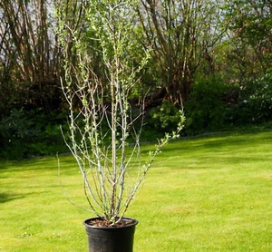 Sanddorn, Gemeiner Sanddorn, Hippophae rhamnoides 60-100 cm im 3 Liter Container - Bild 1 von 2